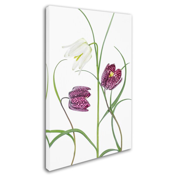 Mandy Disher 'Snakes Head Fritillary' Canvas Art,30x47